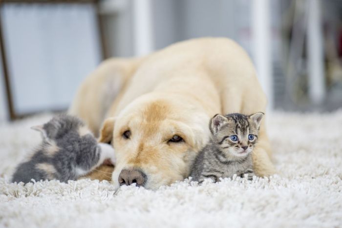 Golden retriever lying on a white carpet with two kittens in a cozy living room